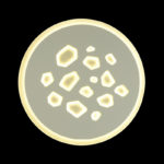 Sonex